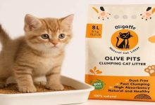 Kediniz ve dünya için devrim: Zeytin çekirdeğinden kedi kumu neden popüler?