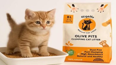 Kediniz ve dünya için devrim: Zeytin çekirdeğinden kedi kumu neden popüler?