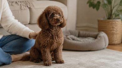 Toy Poodle Neden Türkiye'de Bu Kadar Popüler?